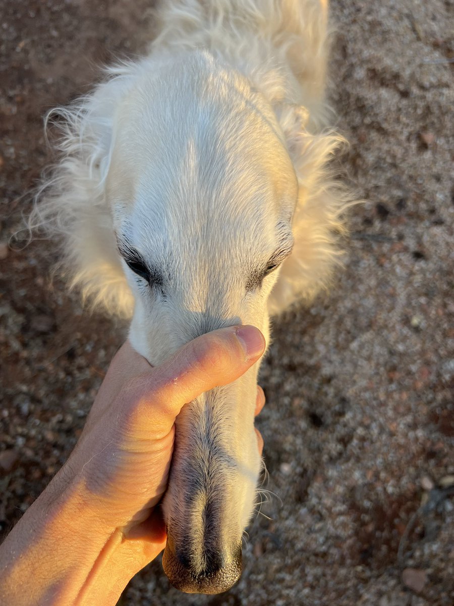 streetcar licker on Twitter "RT EsperBorzoi How to hold a Philly