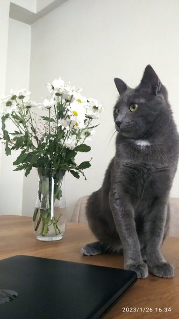 Merhaba oğlumuz Gandalf depremde kayboldu.
Çipi var, kısır, 1.5 yaşında cinsi Russian Blue
Hatay/Defne Elektrik mahallesi 

@sosyotavuk