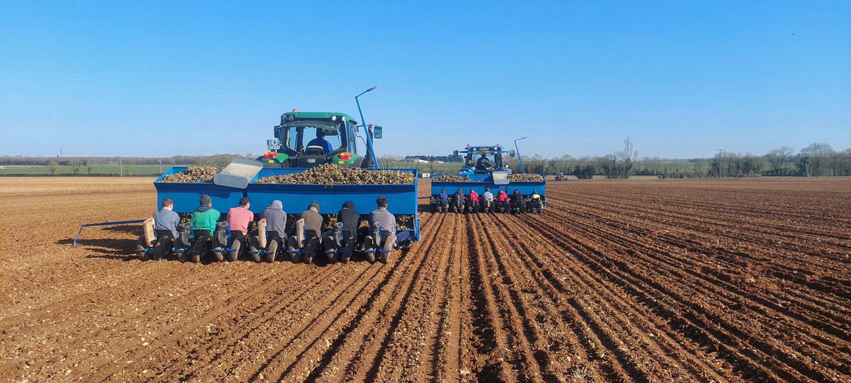 FPetorin's tweet photo. Cette semaine, c'était la plantation des #betterave porte-graines pour la production des  #semences de betteraves sucrières !
L'agriculture est source d' #emplois !!
#agriculture 
#FrAgTw @Fragritwittos @DeleplanqueCie @DamienDegoile @MartinBoinot https://t.co/QsznJu0UcD