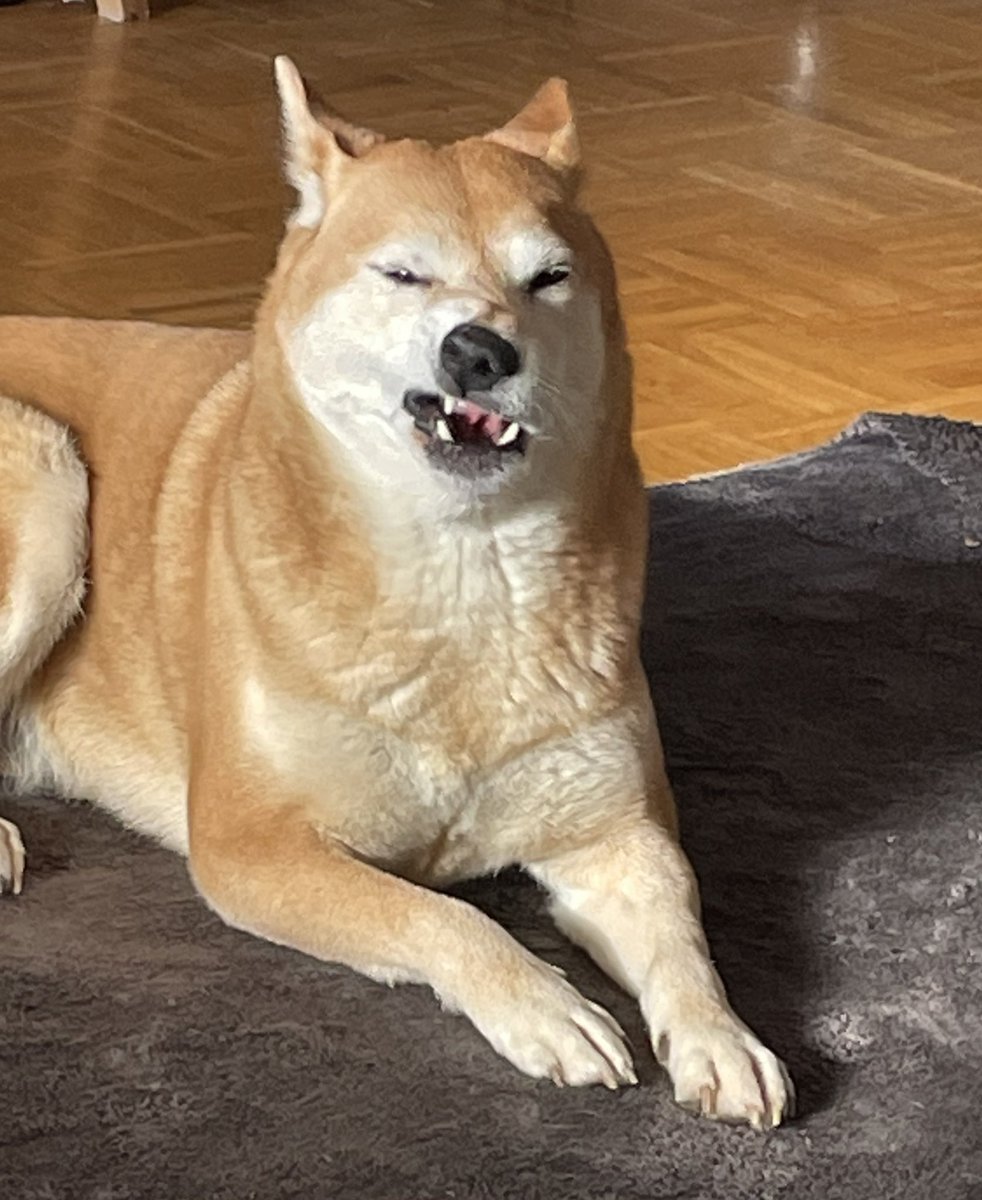 Shiba_Rio's tweet photo. Ich übe Grimassenschneiden. Für Rosenmontag. https://t.co/Du84UJxv1J