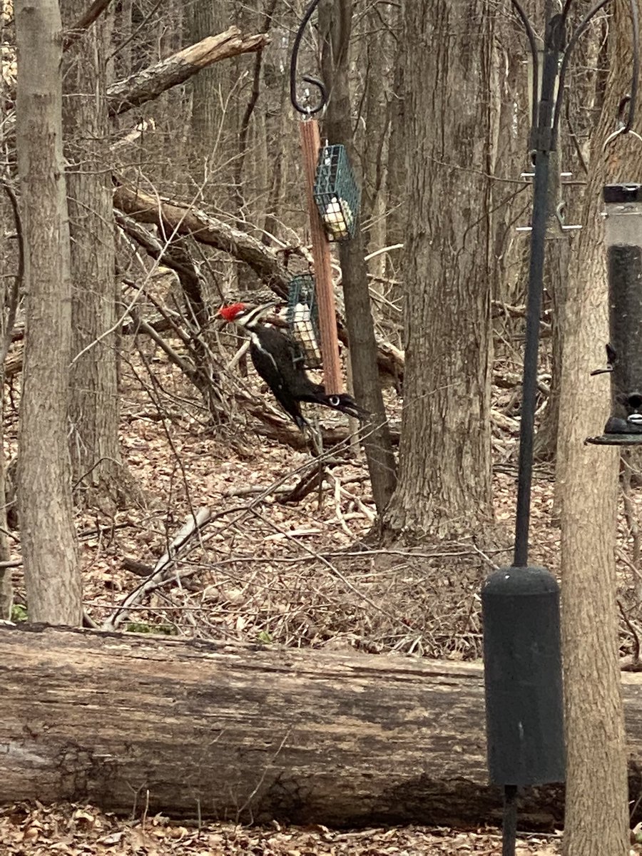 Happy Great Backyard Bird Count day!Our first visitor this morning.   #greatbackyardbirdcount #birding #audubon #CornellLabs #pileatedwoodpecker #woodpecker #ohiobirding