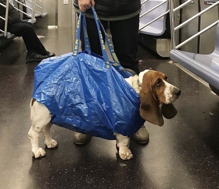 ThoSinning's tweet image. Hunde in New York dürfen jetzt nur noch in Handtaschen die U-Bahn betreten - aber es ist erstaunlich, wie kreativ Menschen sind, um diese Regelung zu umgehen! Hast du schon einen gesehen? #nycdogs #handtaschenhunde #kreativität