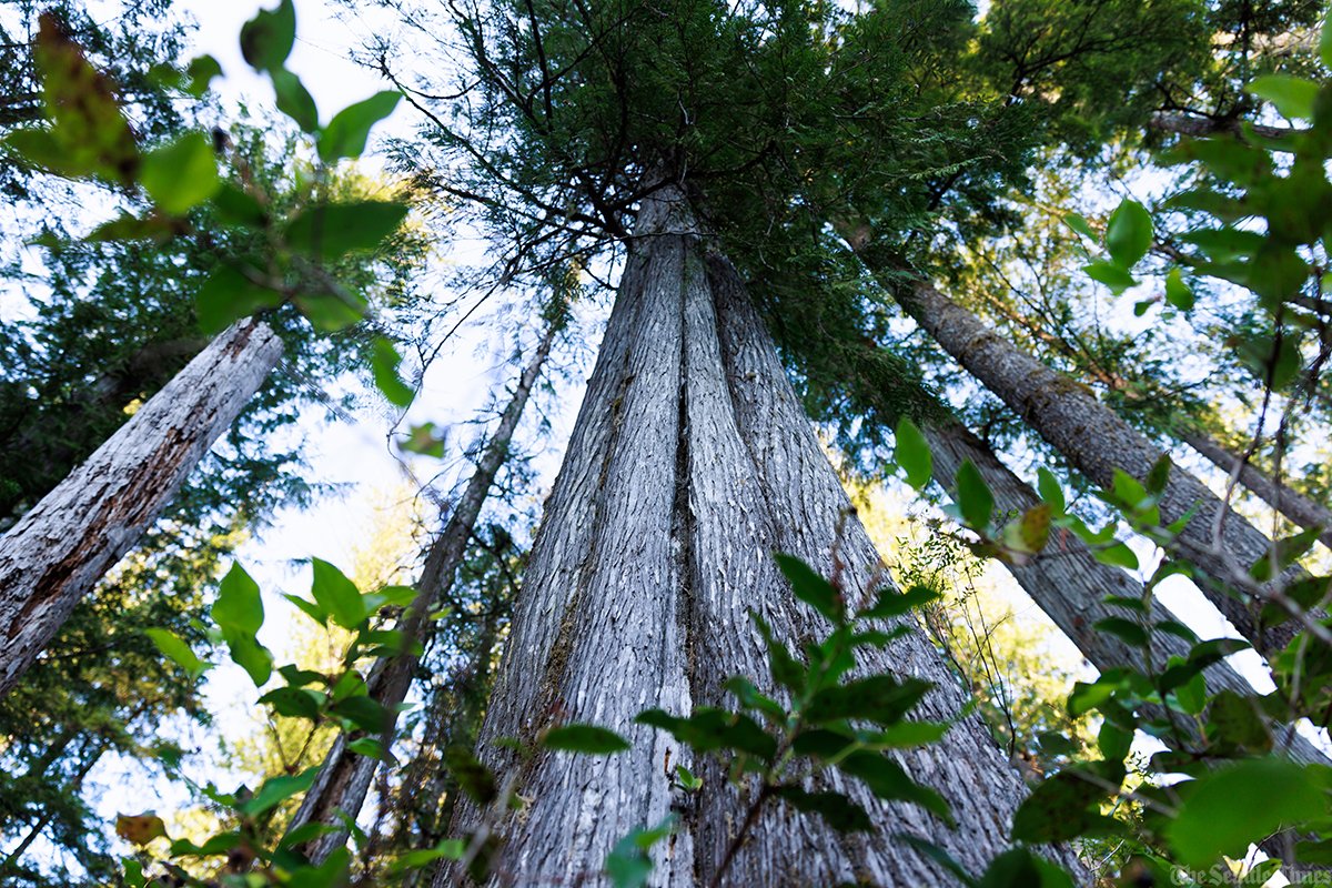 The Seattle Times (@seattletimes) on Twitter photo 🧵4/4:
The fruits of these efforts wouldn’t be seen today or tomorrow — but as long as 500 years from now.
Explore the project: st.news/salmonparks
Reporting: <a href="/LyndaVMapes/">Lynda V. Mapes</a>
Photos: <a href="/ErikaJSchultz/">Erika J. Schultz</a>
Video: <a href="/laurenfrohne/">Lauren Frohne</a> 🧵4/4:
The fruits of these efforts wouldn’t be seen today or tomorrow — but as long as 500 years from now.
Explore the project: st.news/salmonparks
Reporting: <a href="/LyndaVMapes/">Lynda V. Mapes</a>
Photos: <a href="/ErikaJSchultz/">Erika J. Schultz</a>
Video: <a href="/laurenfrohne/">Lauren Frohne</a>