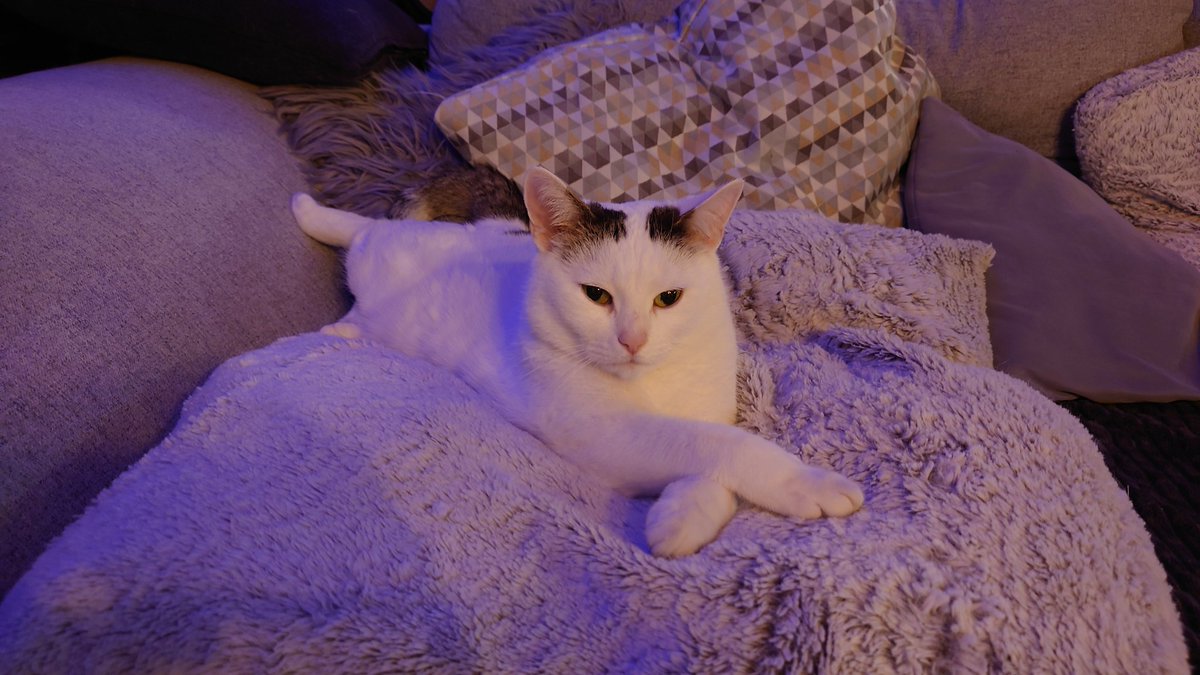 TWeinlein's tweet photo. Verneige er sich und bringe er mir mein Leckerli ☝️
#Muusi #Katze #KatzealsDeko #CatsOfTwitter #Cats #Katzen #Cat https://t.co/1GNJKbFY7G