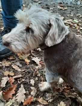 millypod1's tweet photo. 🆘14 FEB 2023 #Lost ROCKY #ScanMe #Tagged
ELDERLY Dachshund Cross Male
Birkham Wood #Knaresborough North Yorkshire
nr #Harrogate #HG5
https://t.co/VVCQikcyLH https://t.co/aeDizBTcDi