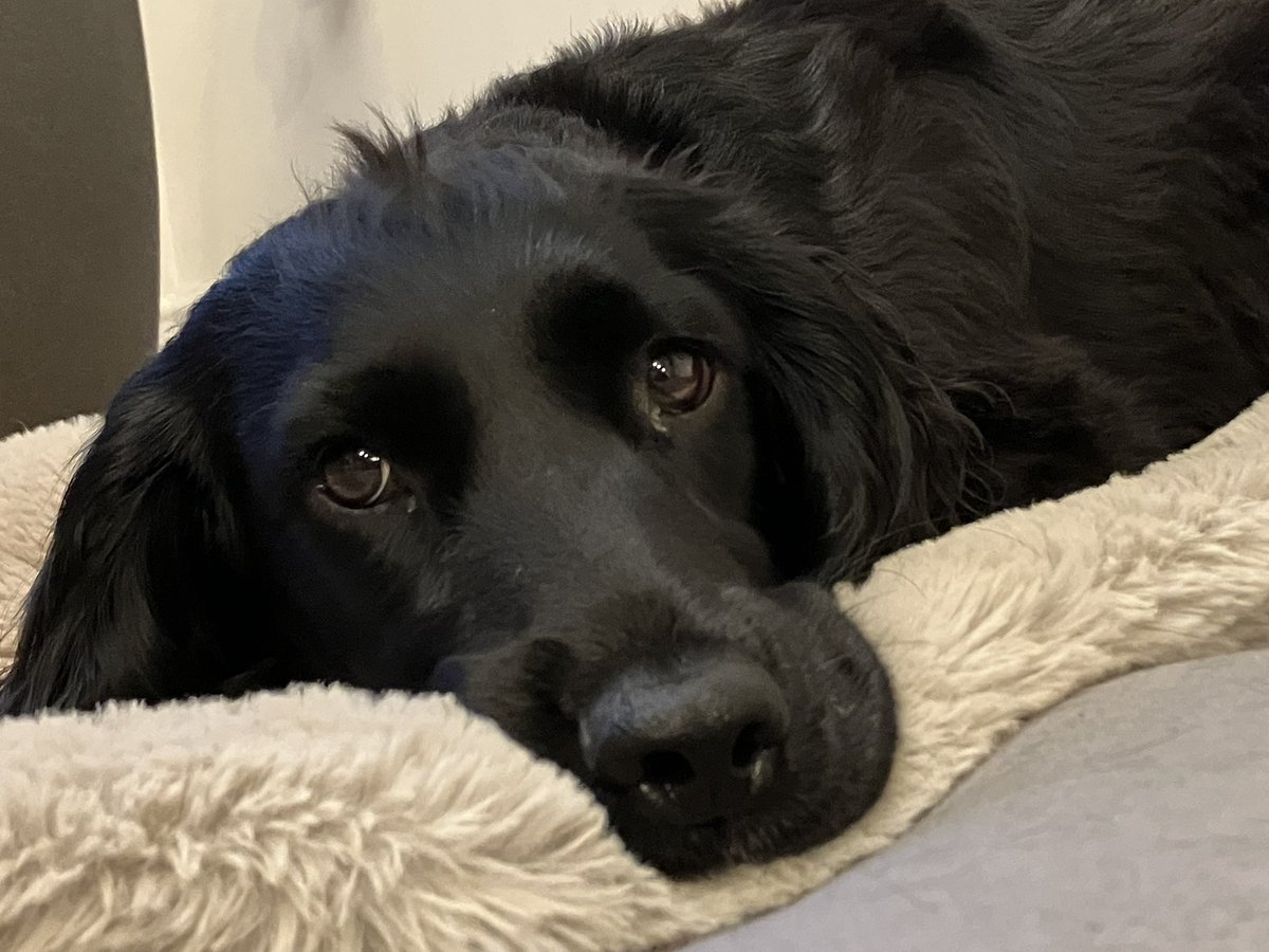PiperSprocks's tweet photo. Can I haz a little hug pleez frens. Iz sad cos hoodad Iz away wiv the catzwotiznotmyfrendyet while dekoraturs are heer. Will not see him until next weekend. Iz lyk my pome sez (Fanks @SalleSmith) Now &amp; Forever-this sad spanna’s timeframe. Hope he duzzunt forget me #dogsoftwitter https://t.co/qBgi2cdFfr
