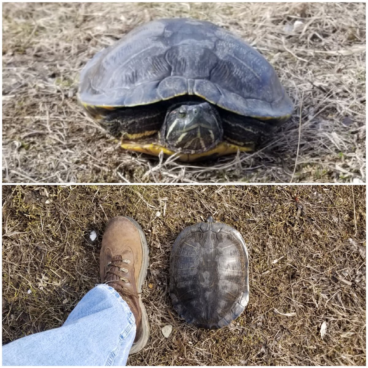 ErikVarness's tweet photo. Apparently it's warm enough for this guy to hit the trails at @WildlifePrairie. I can only assume she was attempting the 5 Mile Challenge. https://t.co/pprezJ0LJl