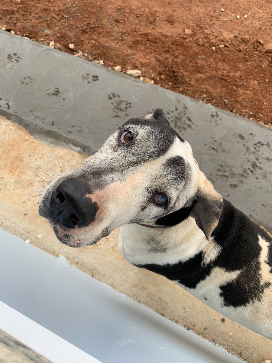 veve_formagio's tweet photo. eu te amo pra sempre grandão, descansa em paz.🤎😞 https://t.co/MZDhaOVWxR