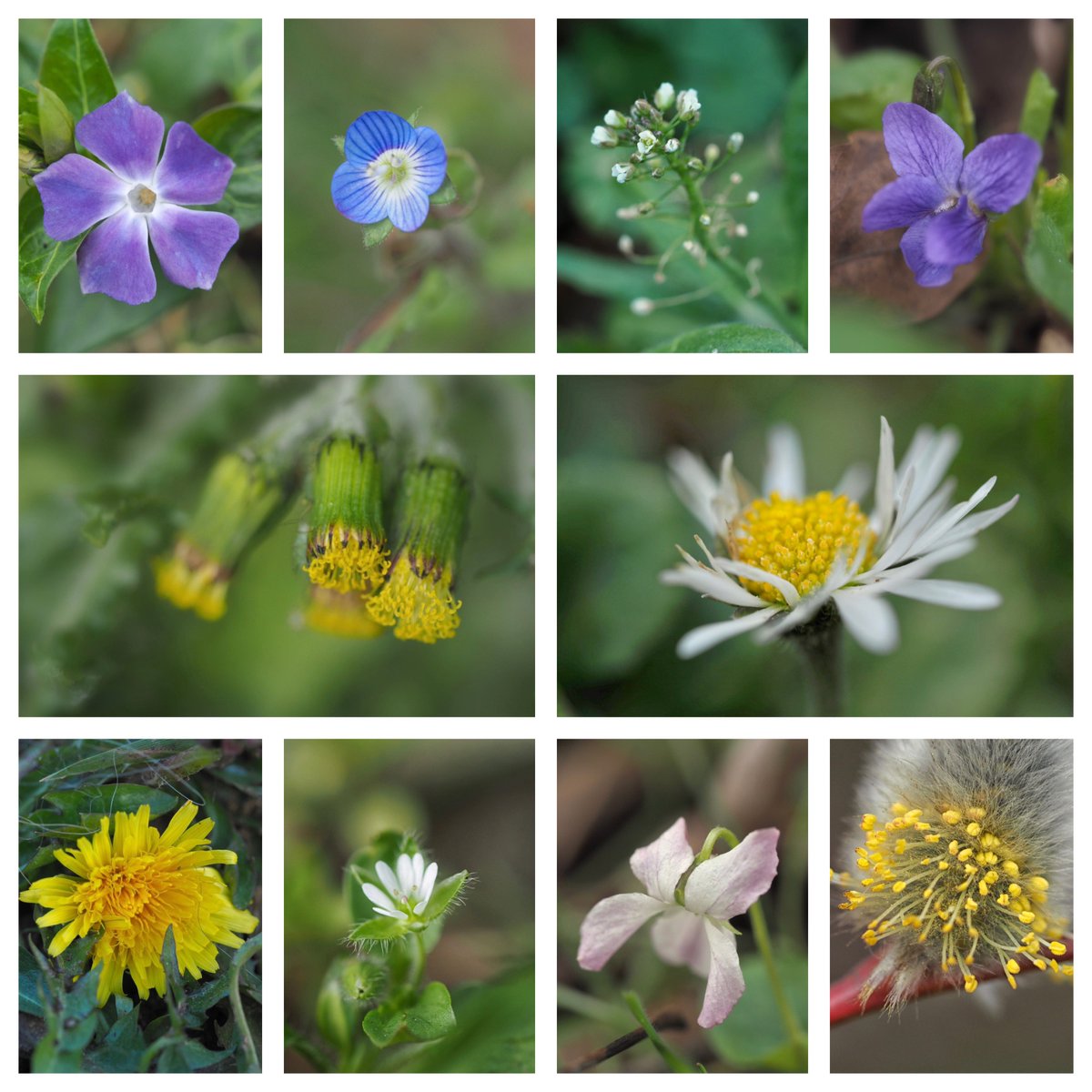 Greater periwinkle, Common field speedwell, Shepherd’s purse, Sweet violet, Groundsel, Daisy, Dandelion, Common chickweed, Sweet violet (f. lilacina), Willow catkin. #TheWinter10 #WildflowerHour