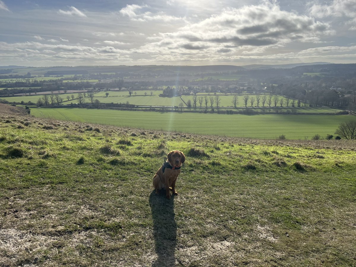 RalphasaurusRex's tweet photo. Out with the hound around the hills again today. 6 miles and she was still running around the mess garden when we got back. Little Princess Leia. 

#princessleia #labrador #foxred #battlesbury https://t.co/JPDb4Km4RH