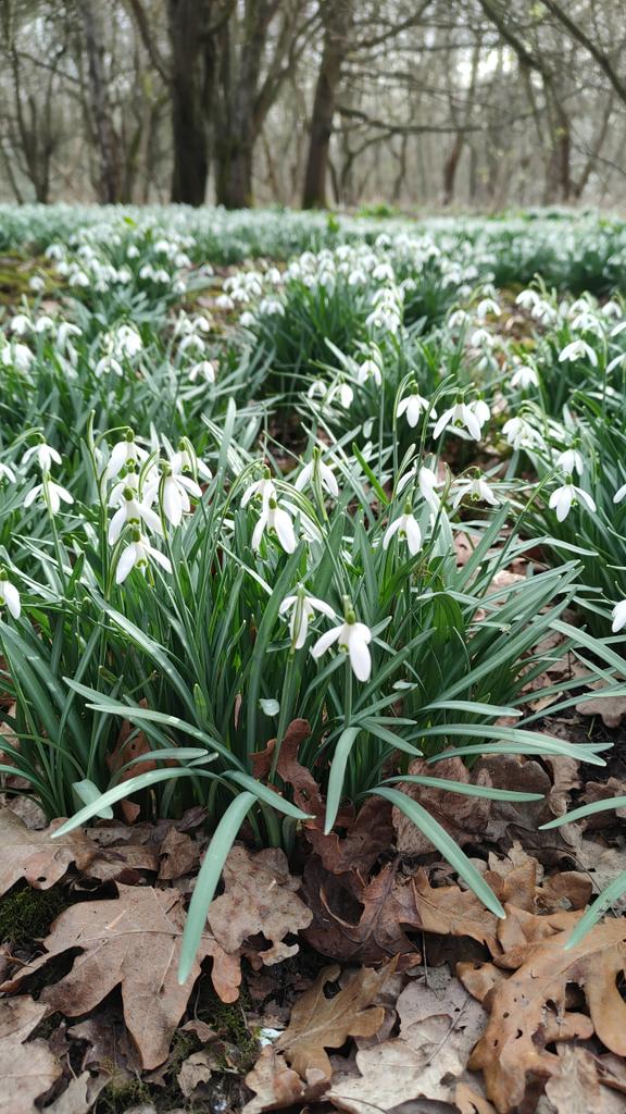 24ChrisA's tweet photo. Georgous Galanthus in the wild, today for #wildflowerHour
#Snowdrops 
#galanthus https://t.co/ygi19vnhhx