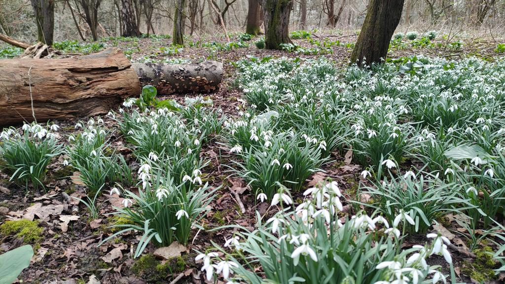 24ChrisA's tweet photo. Georgous Galanthus in the wild, today for #wildflowerHour
#Snowdrops 
#galanthus https://t.co/ygi19vnhhx