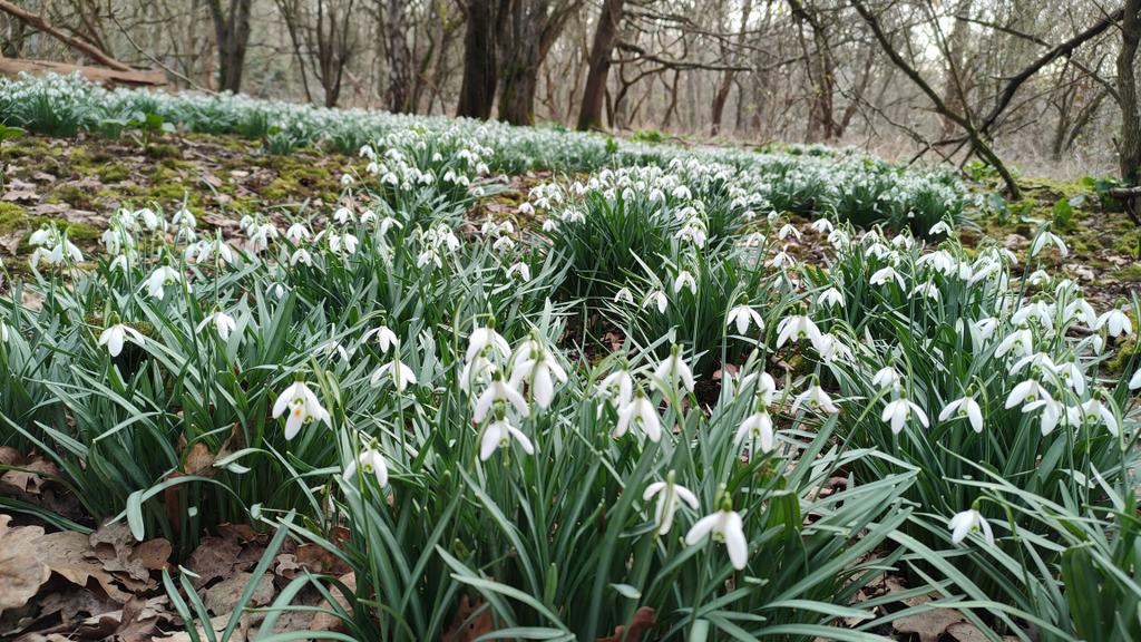 24ChrisA's tweet photo. Georgous Galanthus in the wild, today for #wildflowerHour
#Snowdrops 
#galanthus https://t.co/ygi19vnhhx
