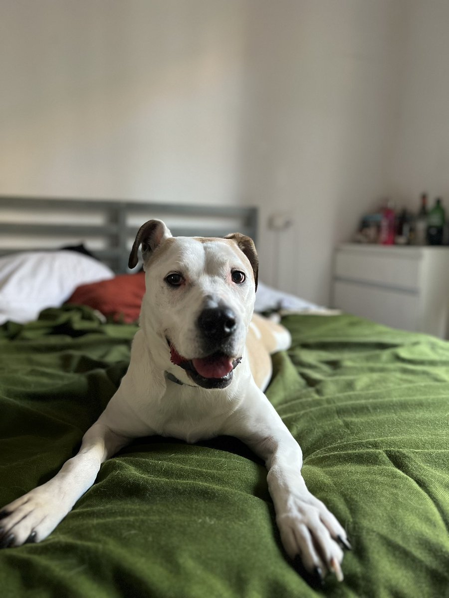 Esta es la cara de una perra recién adoptada después de estar más de 4 años en un refugio, adopten y tengan animalitos, son familia 🥹