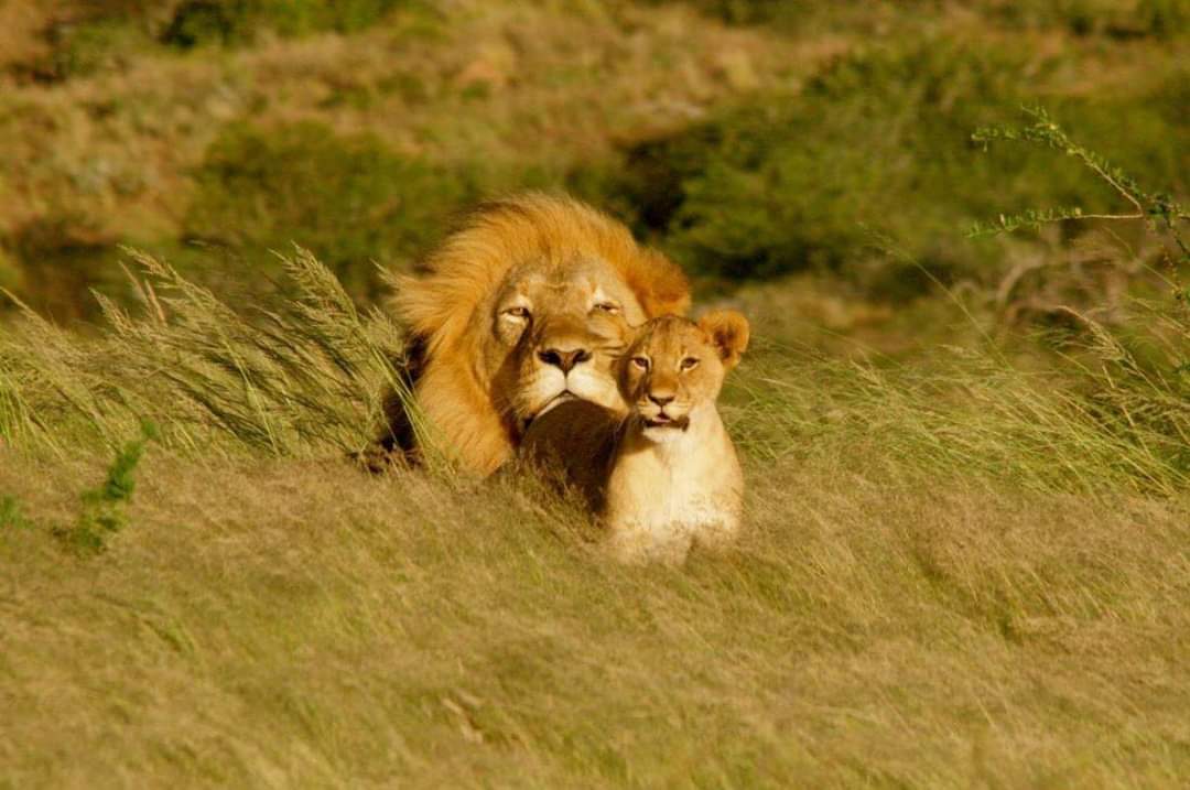 AllTanzanian's tweet photo. Did you know 50% of the world's remaining lion population reside in United Republic of Tanzania?  Visit Tanzania 🇹🇿🇹🇿 - The land of the majestic Kilimanjaro, mighty Serengeti and serene Zanzibar. https://t.co/TkwT2Zv724