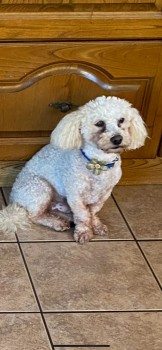 millypod1's tweet photo. π12 FEB 2023 #Lost TEDDY #ScanMe
White Bichon Frise Male
#Boleybeg #Ballitore #CountyKildare #Ireland #R14
https://t.co/81nVhCPiqf https://t.co/wpi94mZx0e