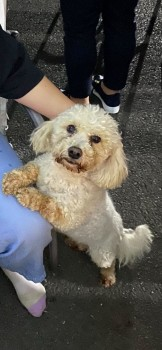 millypod1's tweet photo. π12 FEB 2023 #Lost TEDDY #ScanMe
White Bichon Frise Male
#Boleybeg #Ballitore #CountyKildare #Ireland #R14
https://t.co/81nVhCPiqf https://t.co/wpi94mZx0e
