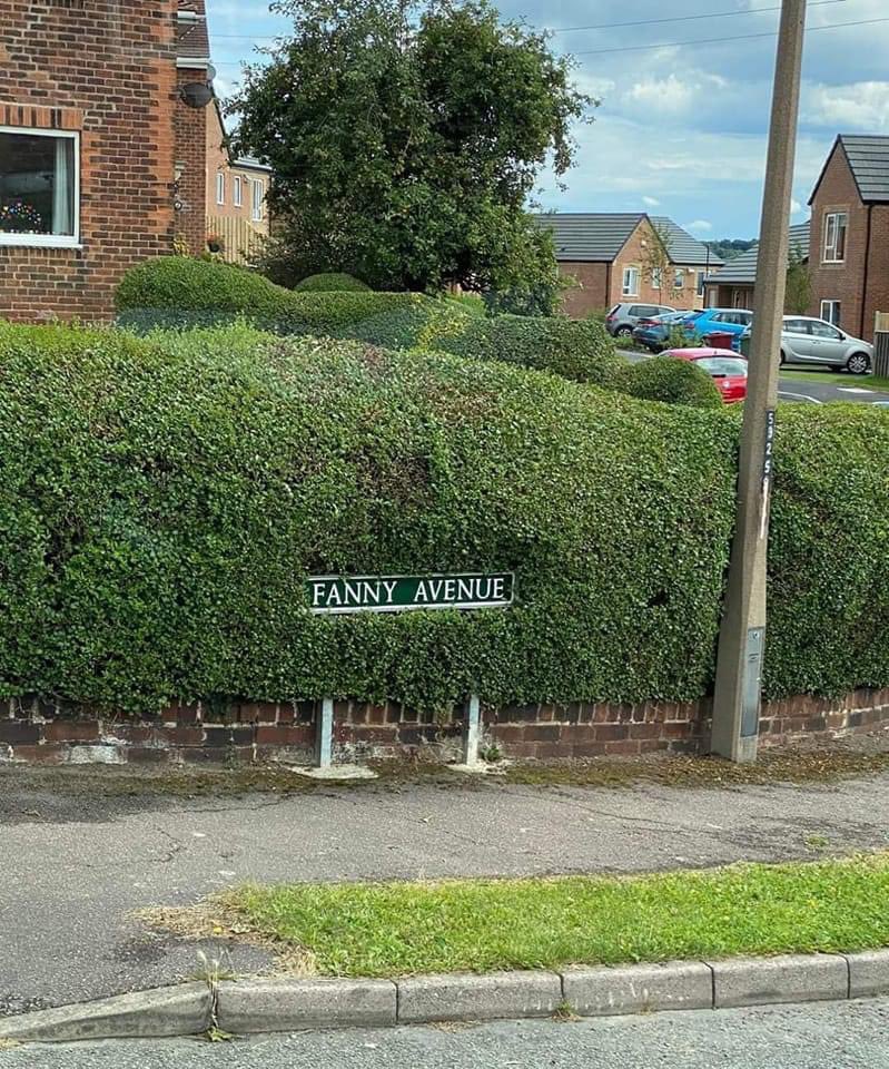 Husband sent me this 🙄😂

Ironically, the first thing I noticed when I drove into Fanny Avenue was how tidy the bush was 😏