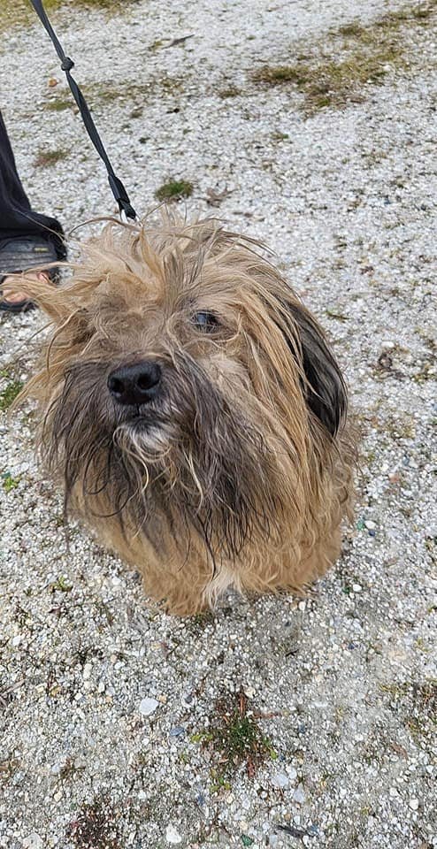 Recherche une Famille pour cette petite chienne  Elle a 12 ans et est ok congénères. 
Pas plus de renseignements  
Pas de problème de santé. 
Son maître dit ne pas avoir les moyens de la faire toiletter 
Il y a URGENCE.
Elle sur PAUILLAC en Gironde .facebook.com/alexandra.lamo…