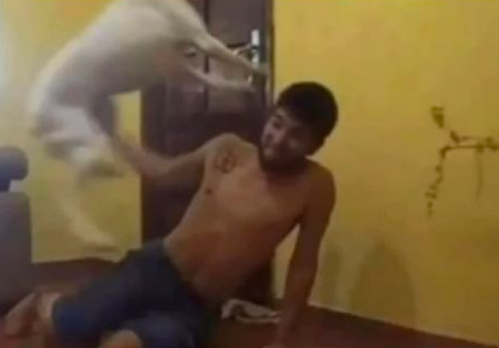 Flantasma1's tweet image. Yo: "Ya jugamos mucho"
Mi perro: