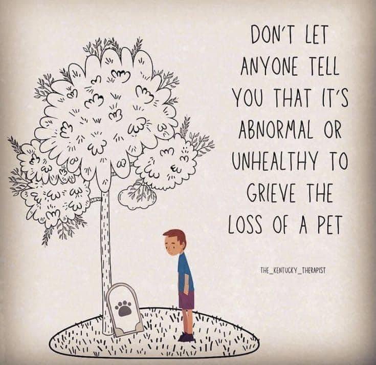 Talking about the ones we have loved and lost helps with pet bereavement so we’d love to see a photos of your rainbow bridge furbabies tonight 🐶🐱 Sending all our love to anyone who is struggling with loss 💜