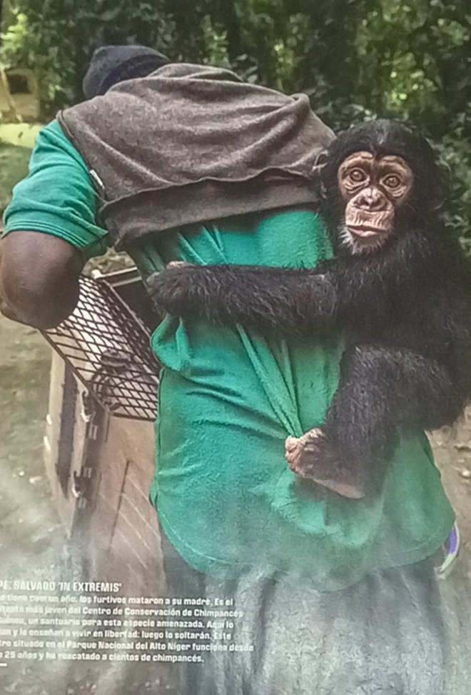 Felicidades por su sensacional fotografia de Ig: @roberto_garcia_roa en el dominical de hoy de <a href="/elperiodico/">El Periódico</a>
Un gran ejemplo de como una imagen puede transmitir con tanta fuerza toda la compasión que transmite el chimpacé para acompañar el articulo de denuncia.
<a href="/OpticaFija/">OpticaFija</a>