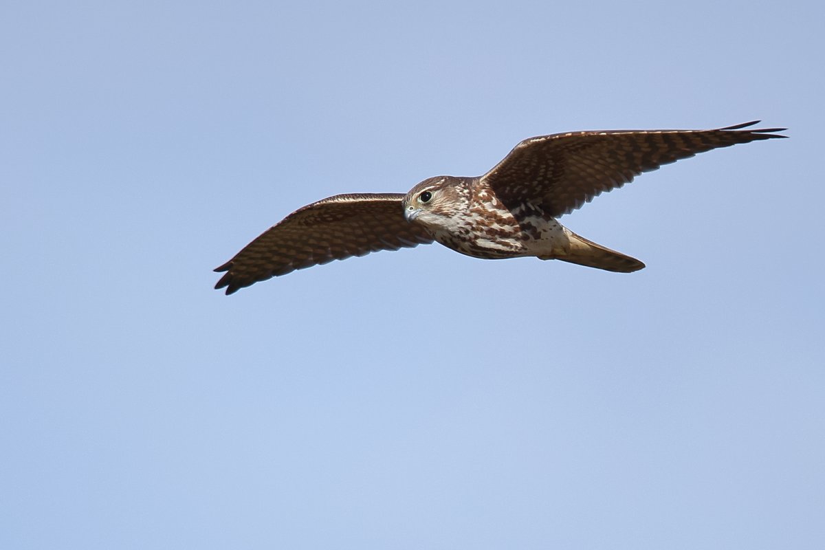 Dave Soons tweet media