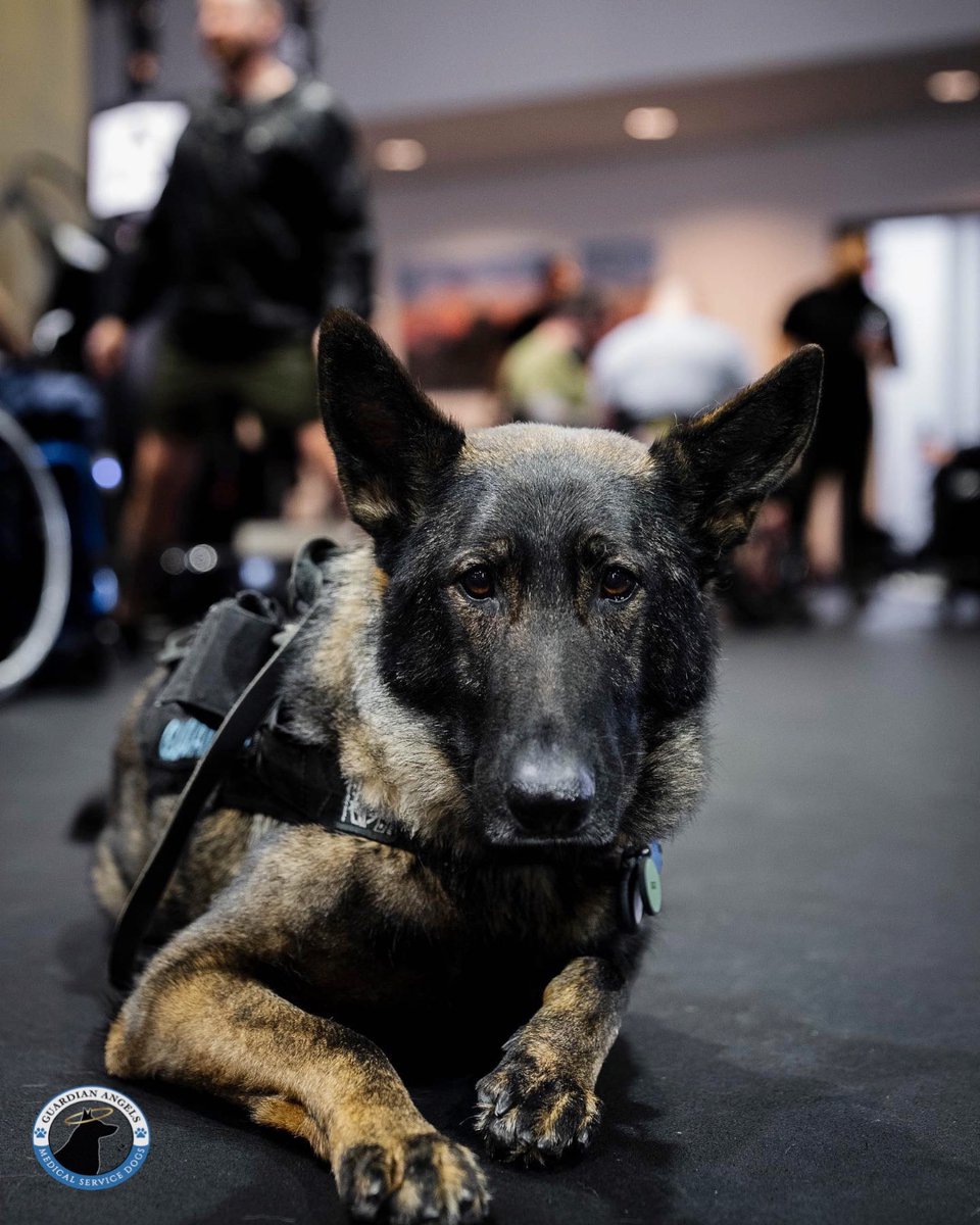 MediServiceDogs's tweet photo. 💪The team over #AdaptiveTrainingFoundation allowed us to share these great pictures snapped of our Recipient Natalie participating in their program along w/her #ServiceDog Bugg🐕‍🦺 Keep up the great work Natalie!😇🐾
#Love #ServiceDogs #TBI #NoQuit #DogTwitter #HelpingVeterans https://t.co/K3HbdBvji7