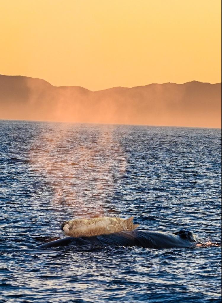 @banditelli @JortsTheCat Happy Whaley Whale Day! #WorldWhaleDay 🐋❤
Photography courtesy of @banditelli