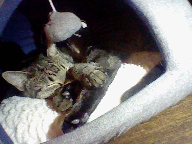 Keaton, on the Nintendo DSi