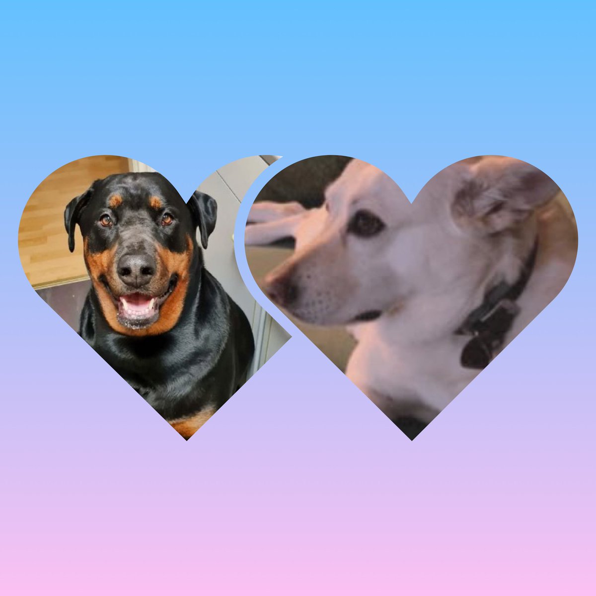 TR_Bachelor's tweet photo. Ich darf euch ein frisch verknuddeltes Twitterrudel-Pärchen vorstellen😍 Tyson @ArmbrechtRamona &amp; Amy @susiheirich🌹❤️
Mögen eure Pfötchen für immer zusammenhalten &amp; ihr sowohl in tollen Zeiten voller Bauchkrauler als auch in schwierigen Zeiten des Keksmangels glücklich sein🍀🥰 https://t.co/Tppp6XrRbe