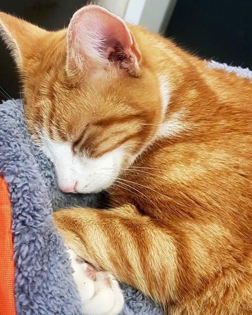 Night night sweet dreamies 

Sometimes all you need is just for somebody to be there, even if they can’t solve your problems

Just knowing there is somebody there who cares can make all the difference

Be someone’s somebody 🐈  

#CatsOfTwitter #CatsOnTwitter #cats #cat