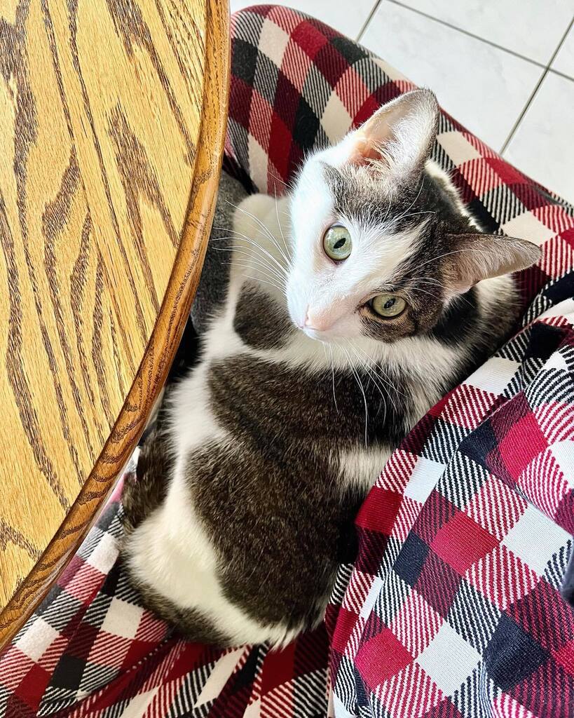 ElizaLu's tweet photo. The face of a cat who does not understand that I’m asking her to groom herself because I dropped oatmeal on her haunch at breakfast. 🥴

#catsofinstagram https://t.co/AAyXI63Zdp https://t.co/uFn9GTxRhO
