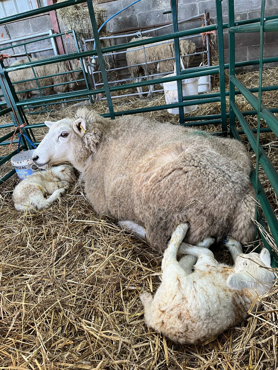 These twin lambs arrived during our lambing show at lunchtime today, perfect timing for our visitors! 😍🐑 #lambing #visitafarm #farmpark #thingstodowiththekids #haltermactivities #daysoutwiththekids #familydayout
