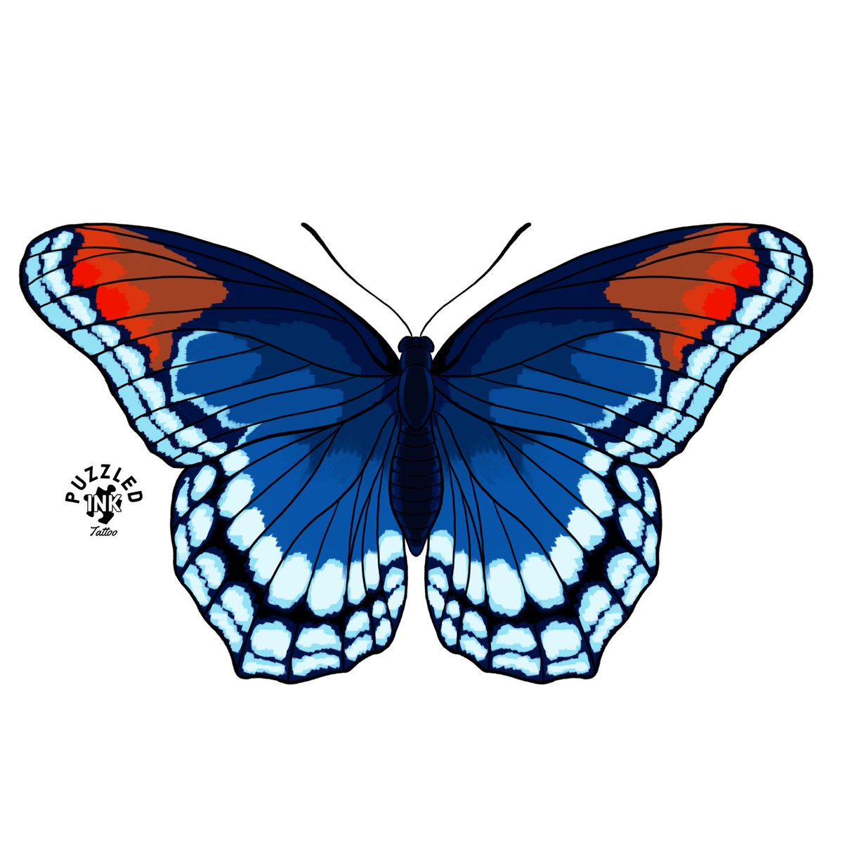 franklyink's tweet photo. Red Spotted Purple Butterfly or Limenitis Arthemis 🦋

#tattoo #tattooideas #tattoodesign #tattooartist #tattooart #digitalart #butterflytattoo https://t.co/C6y5YMLvIP