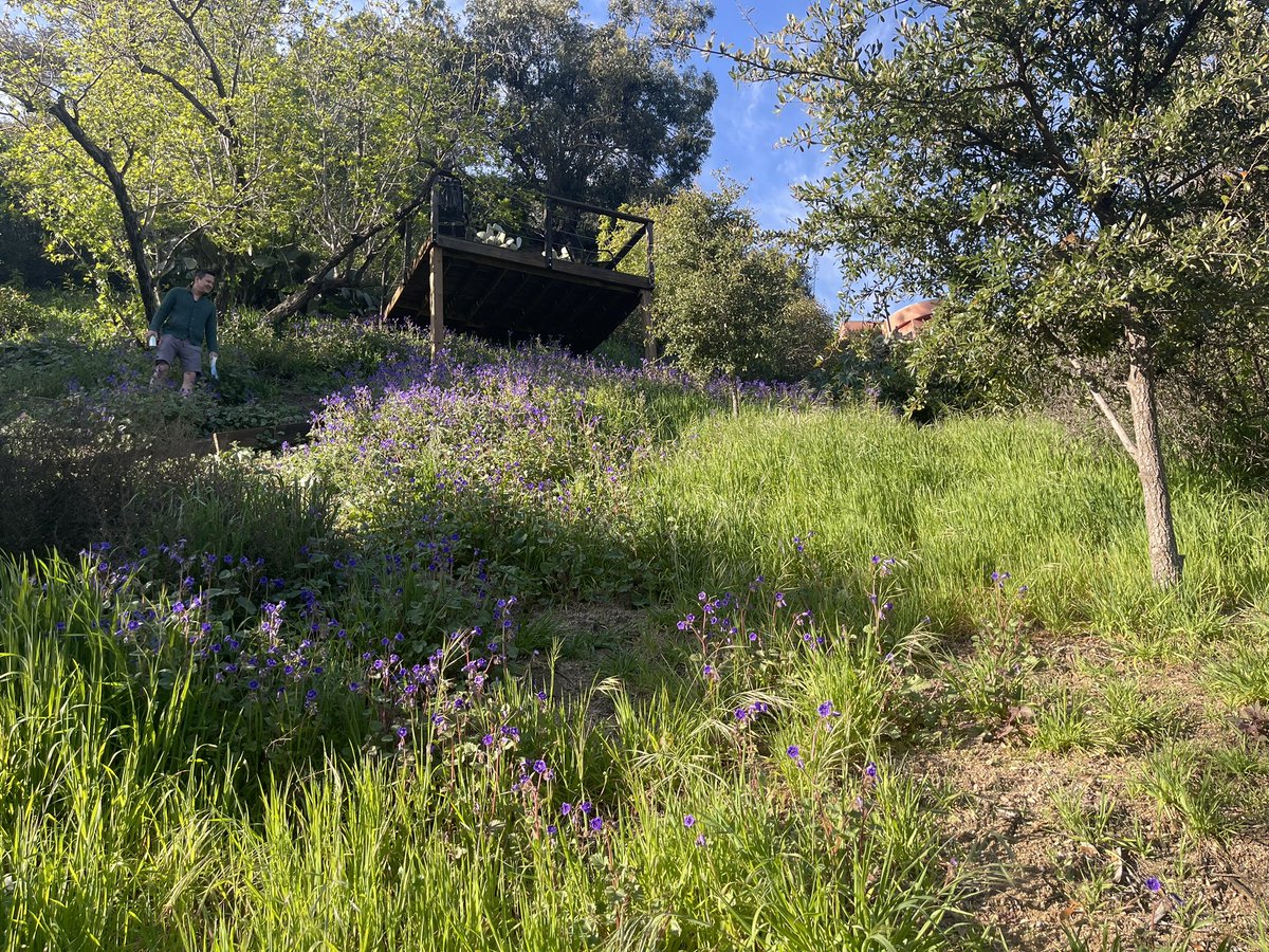 LCAssoc's tweet photo. Thought we’d share some pictures of a wildflower super bloom in Laurel Canyon! https://t.co/CrtvVkLJlG