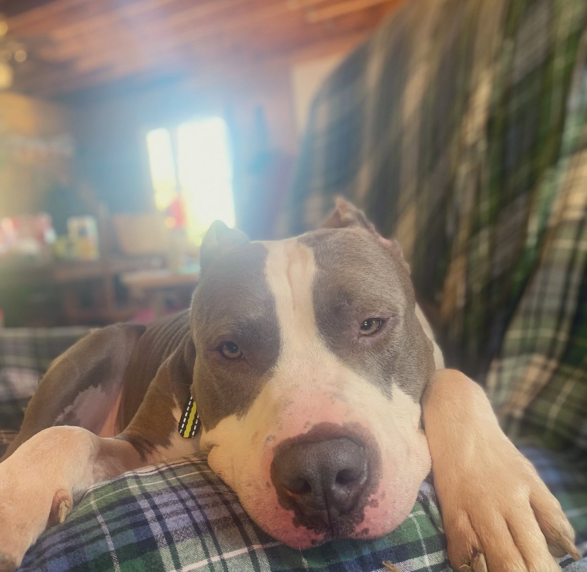 haleygrob3's tweet photo. Sleepy boy https://t.co/pPiCgehbmC