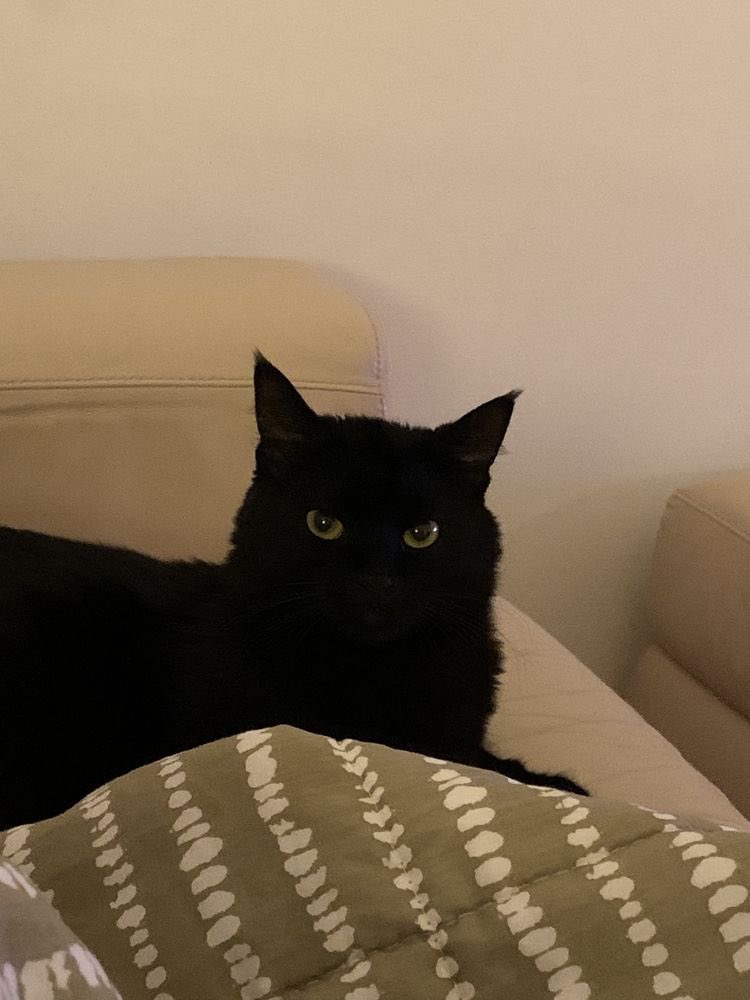 melodicwoo's tweet image. the difference between seonghwa as a black cat and wooyoung as a black cat in my humble opinion {a thread}