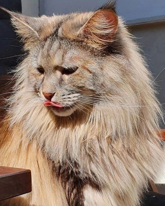 coolmainecoon1 tweet picture