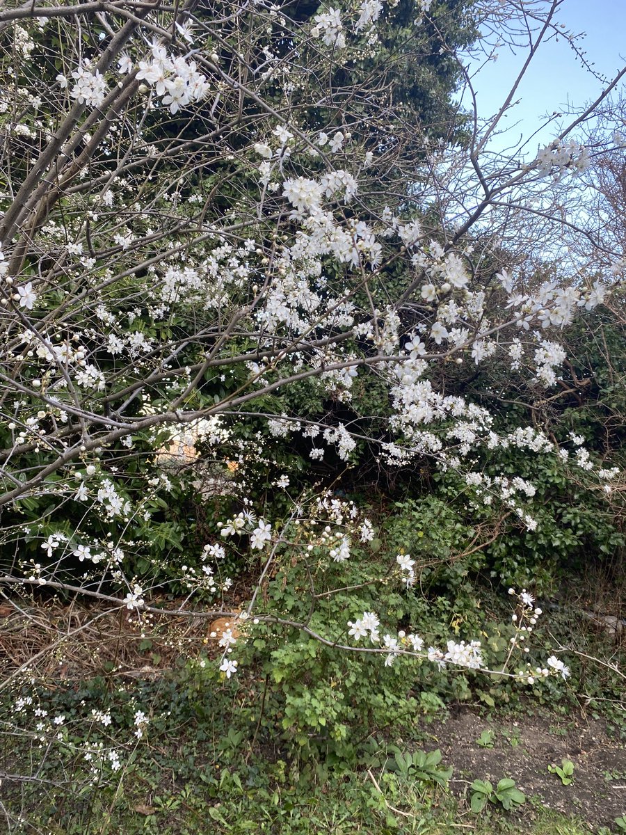 BridMcGrath's tweet image. #Plum &amp;amp; #Mirabelle #blossom. Hoping for a great crop. #urban #fruitTrees