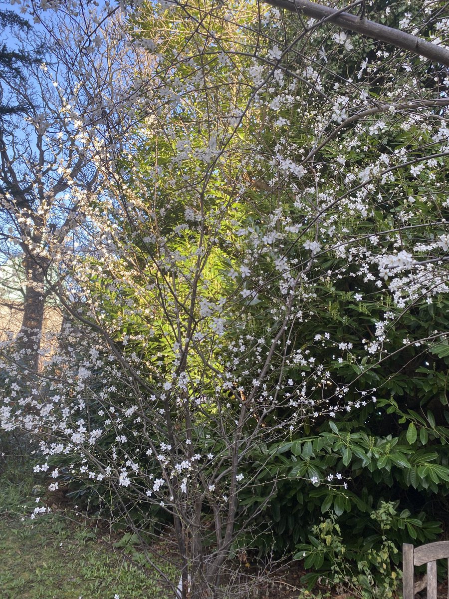 BridMcGrath's tweet image. #Plum &amp;amp; #Mirabelle #blossom. Hoping for a great crop. #urban #fruitTrees