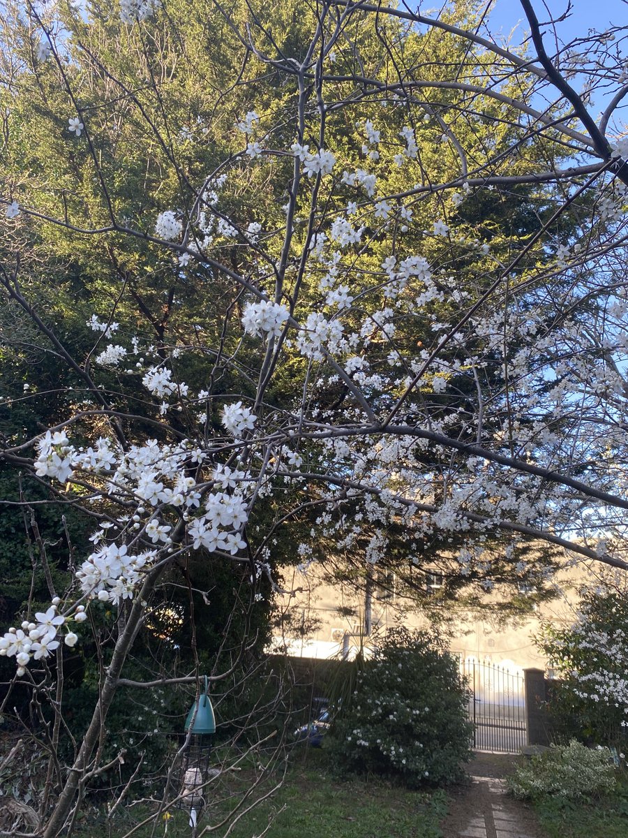 BridMcGrath's tweet image. #Plum &amp;amp; #Mirabelle #blossom. Hoping for a great crop. #urban #fruitTrees