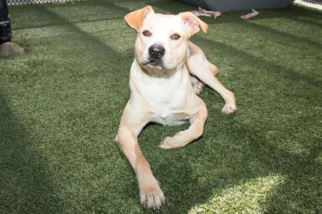 City Council highlights a Santa Monica Animal Shelter pet at every meeting. This week's pet was: Odin, a male Labrador Pitbull mix. Learn more about Odin and other dogs waiting for their fur-ever homes: ow.ly/uyin50MPtQe.