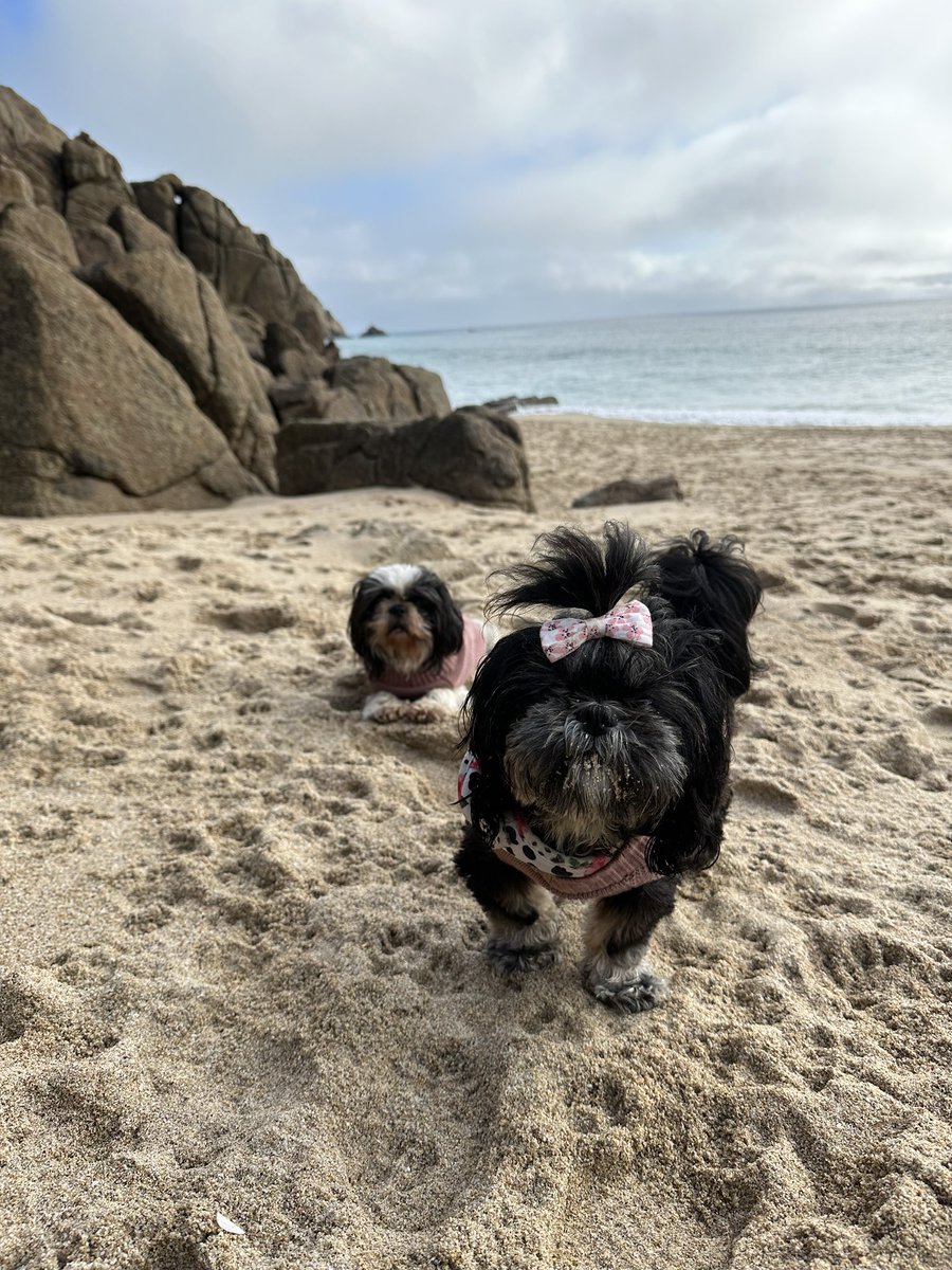 Hmdinx's tweet photo. #halfterm happiness 🐾🐾#dogfriendly #cornwall #englishteacher #recharge https://t.co/k8iQCkOpcu