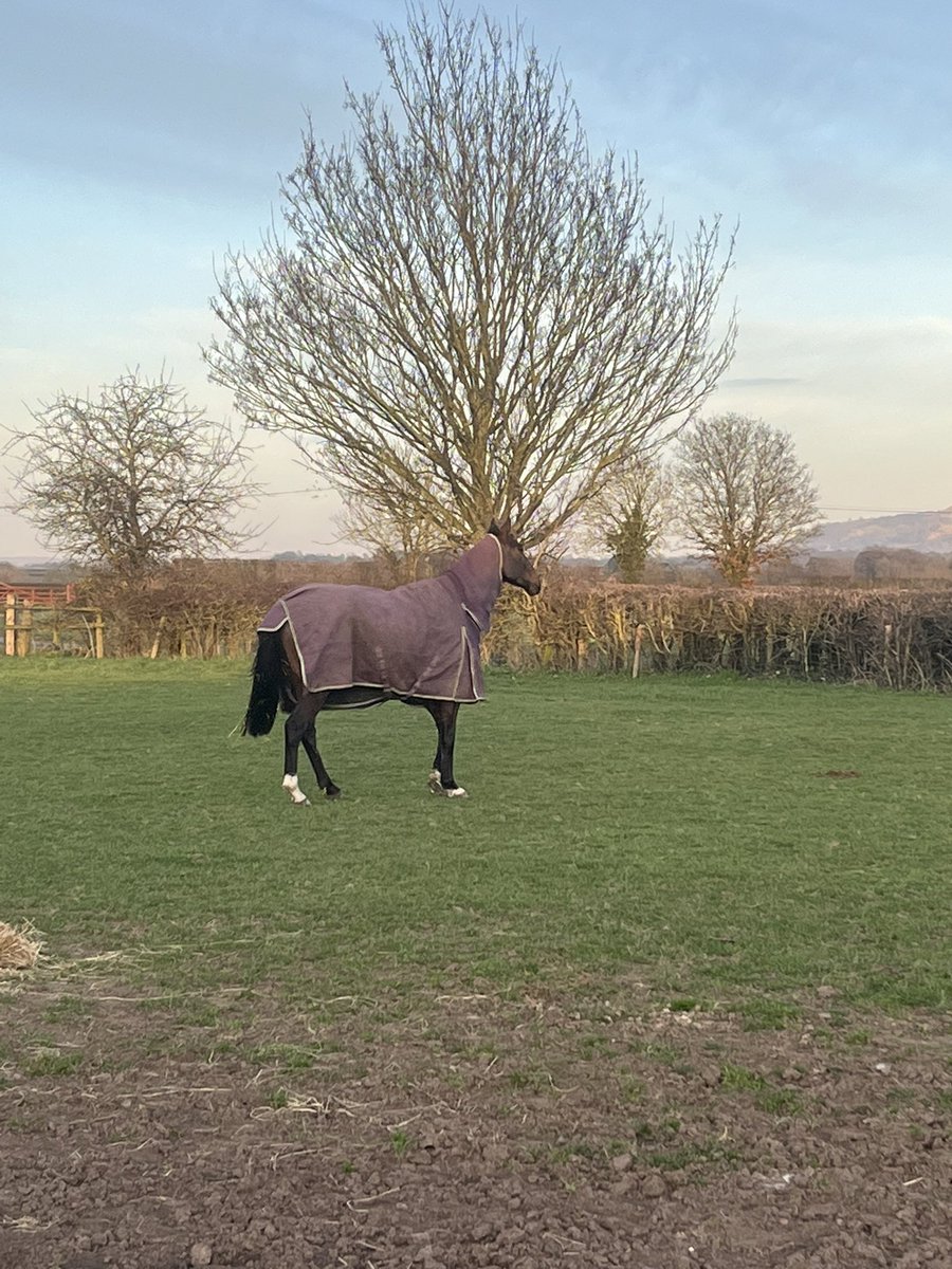 Hannah30Lewis's tweet photo. @Brockyhockey @SallyBurford @tombroughton3 @LodgeIvy @OBMRacing Home.. happy and glad to be out in his field for an hour after a draining journey home.. ❤️ him so much.. 🥂 https://t.co/p0U3f0MN4R
