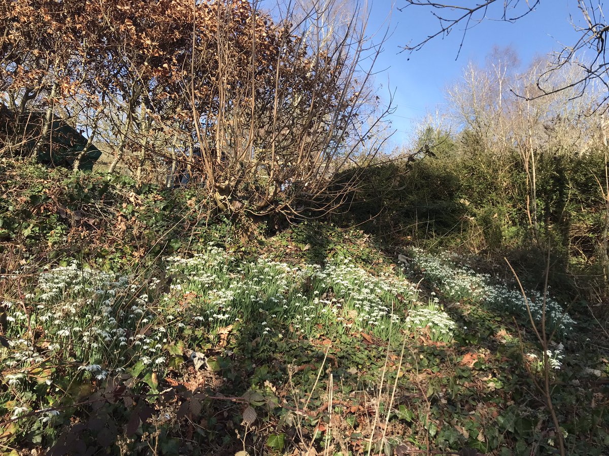 ReadwithJulia's tweet image. Spring is on its way (the dancing daffodils told me so). 
💛💛💛💛💛💛💛

#LoveLedbury
#EatSleepLiveHerefordshire
#Spring2023