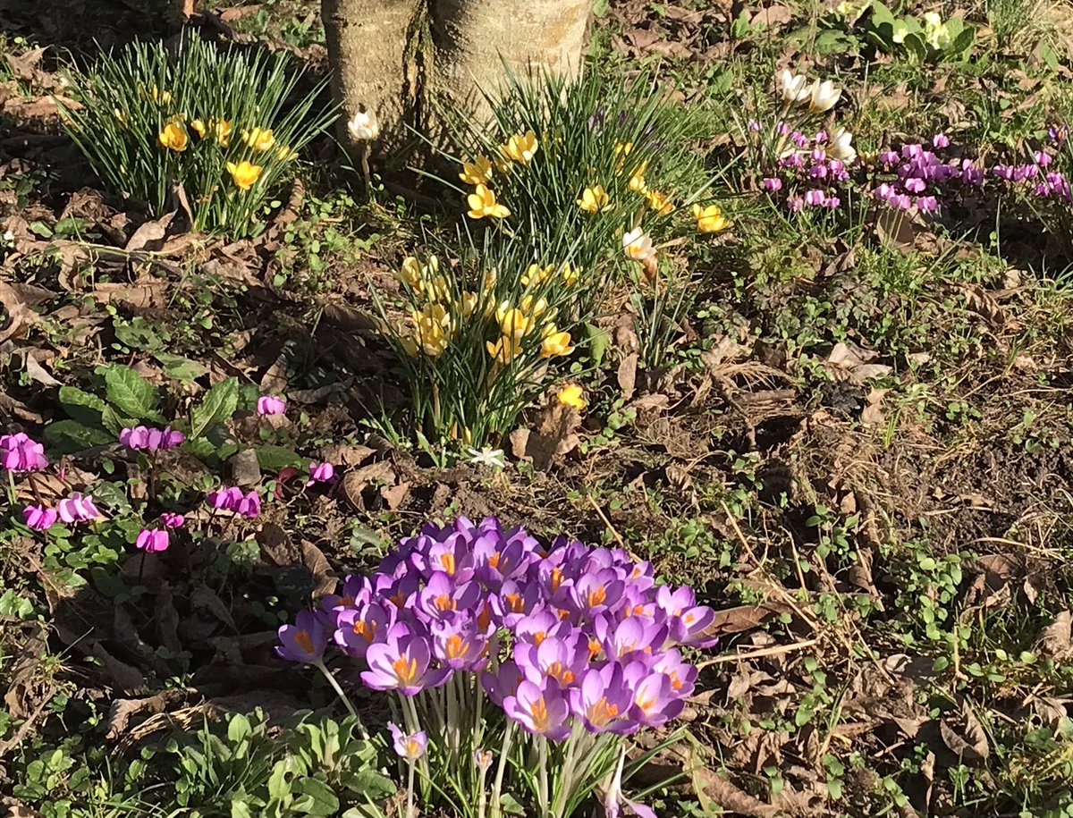 ReadwithJulia's tweet image. Spring is on its way (the dancing daffodils told me so). 
💛💛💛💛💛💛💛

#LoveLedbury
#EatSleepLiveHerefordshire
#Spring2023