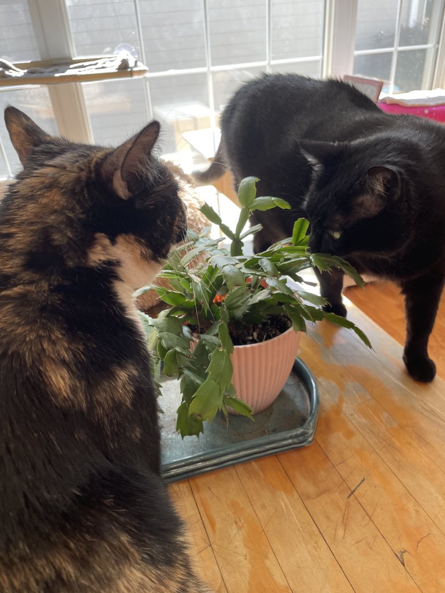 lawyerschiff's tweet photo. You try it…..
No, #you try it!!!! If it’s awful just spit it on the floor.
#JusticeKitty #SundaySupper https://t.co/Ewivk5X2fE