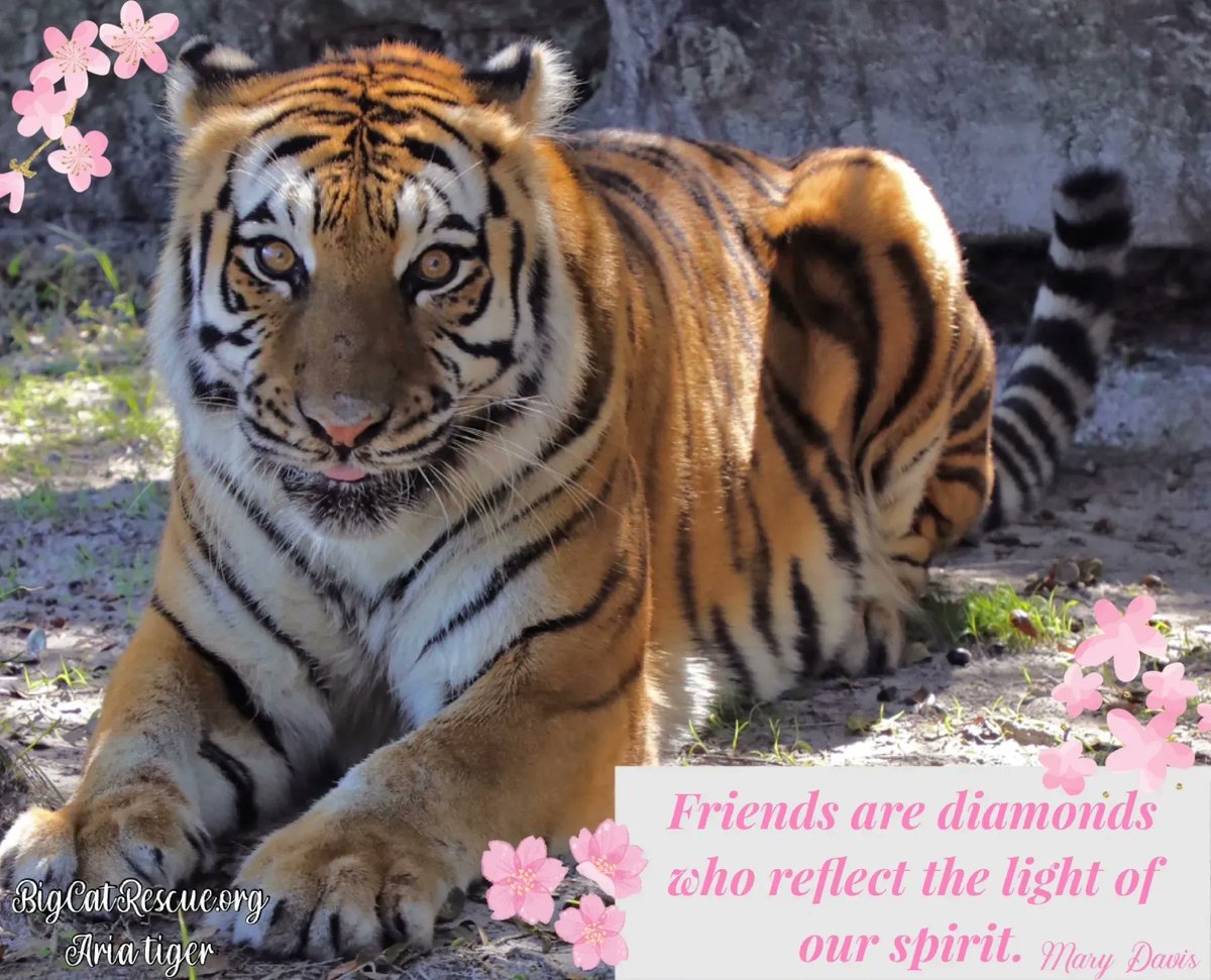 “Friends are diamonds who reflect the light of our spirit.” ~Mary Davis

#AriaTiger #BigCats #BigCatRescue #Rescue #Tiger #Cats #Inspiration #InspirationalQuotes #Life #Friends #Diamonds #Spirit #LightTheDarkness #Friendship #CaroleBaskin