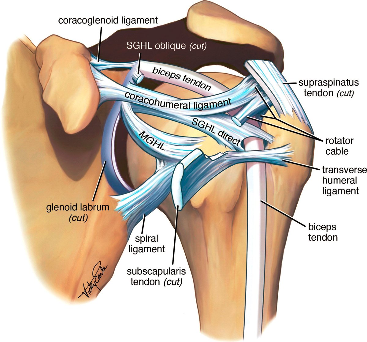 PhysioMeScience's tweet image. The Biceps Pulley 💡

Illustration: pubmed.ncbi.nlm.nih.gov/26789600/